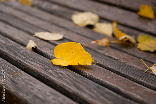 Yellow leaves bench close-up. Authentic autumn background. An atmospheric mood of yellow and brown shades. November in the park. The leaves fell on the bench. Cinematic shot of autumn in the city