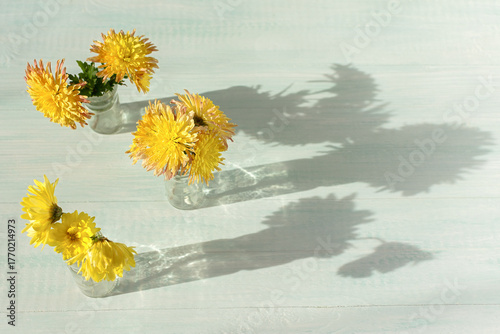 Beautiful yellow chrysanthemums flat lay. Top view of a flower on a light pastel background. Minimalistic floral composition. The concept of autumn. Mother's Day, International Women's Day. Copy space