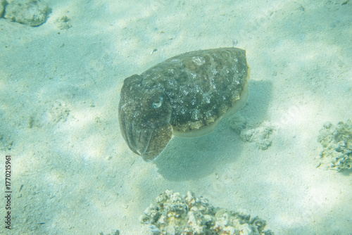 Sepia sandiger Meeresgrund