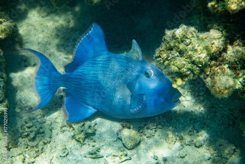 Triggerfish