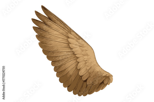 Extended upward creating slightly wing vector spread shading illustration realistic feathered natural