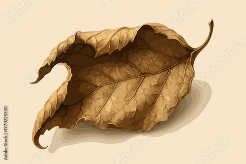 Natural leaf neutral background textures fragile fragment illustration curled shading vector dry