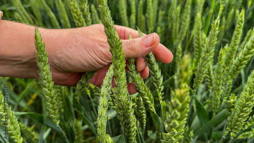 Quadro em tela A sun-kissed hand tenderly caresses golden wheat ears, evoking Lammas harvest ri