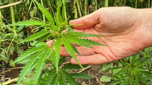 A pale hand gently cradles a vibrant hemp leaf, symbolizing a harvest boon for Hemp History Week celebrations