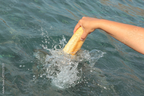 Feeding fish in the sea