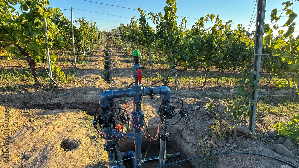 Naklejka premium An intricate vineyard irrigation system thrives under golden daylight, capturing the essence of Earth Day and Global Soil Week