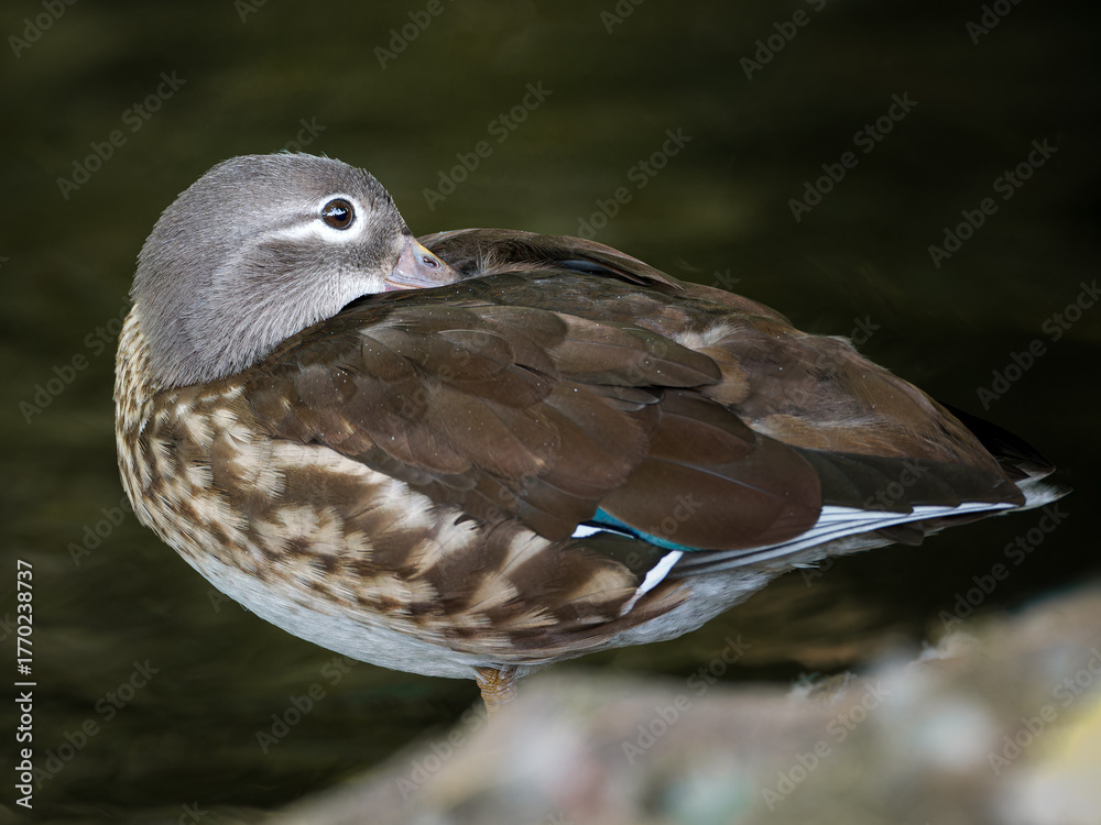 Obraz premium Canard mandarin femelle (Aix galericulata) au repos sur l’eau calme du Bois de Boulogne, Paris — photographie naturaliste détaillée d’oiseau aquatique.