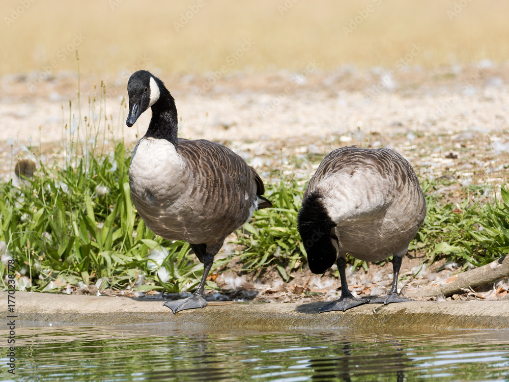 Obraz premium Bernaches du Canada (Branta canadensis) au bord de l’eau au Bois de Boulogne à Paris — oiseaux aquatiques observant leur reflet dans un environnement urbain paisible.