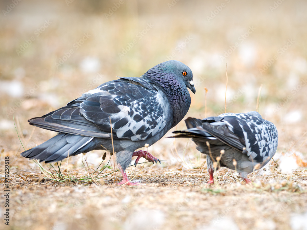 Obraz premium Parade amoureuse de pigeons bisets (Columba livia var. domestica) au Bois de Boulogne à Paris — comportement nuptial et interaction sociale chez les oiseaux urbains.