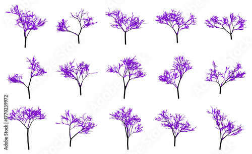 Collection of purple jacaranda tree illustrations various growth stages isolated vector design for botanical reference and educational use