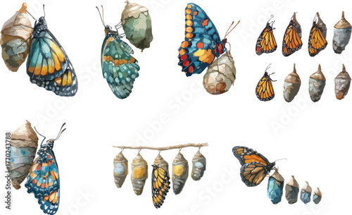 Watercolor Cocoon and Butterfly Clipart