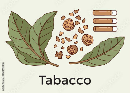 Illustration of tobacco leaves, shredded tobacco, and cigarette filters on a light background.