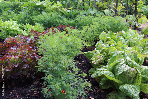 Mixed cultivation in the vegetable patch, flowers of marigolds  effectively repel pests