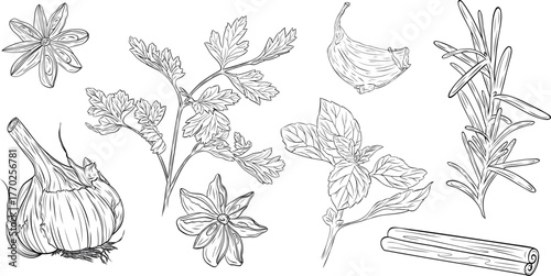 Set, clipart of monochrome botanical fragrant herb drawing of parsley, basil, garlic, star anise, cinnamon stick, rosemary. Graphic hand drawn ink vector. Good for cooking, spa, menu, decor, stickers