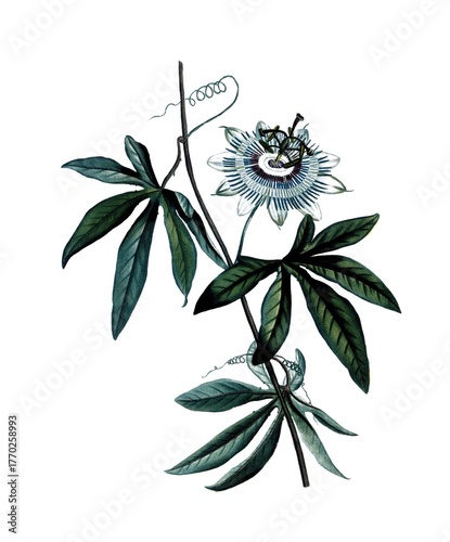 Blaue Passionsblume, Blue passion flower, Passiflora caerulea