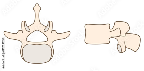 第3腰椎（L3）の解剖学、上面図と側面図01