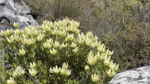 Sunshine conebush yellow flowers