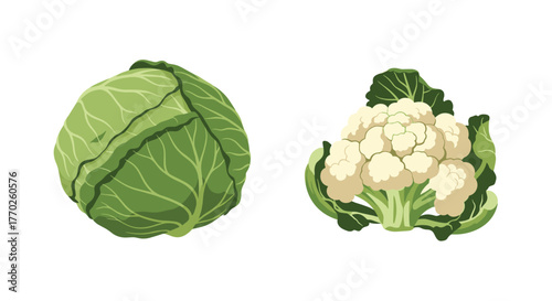 Two fresh and healthy cruciferous vegetables, a green cabbage and a white cauliflower, isolated on white.
