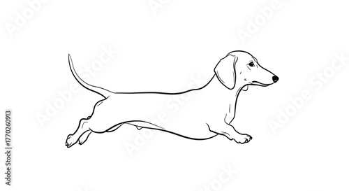 Line drawing of a dachshund in motion, showing its elongated body and short legs as it runs.