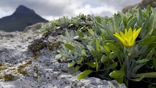 Yellow mountain daisy