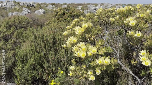 Table Mountain landscape