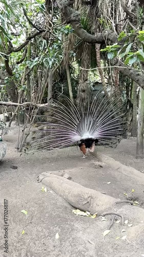 vertical video of a peacock in the park