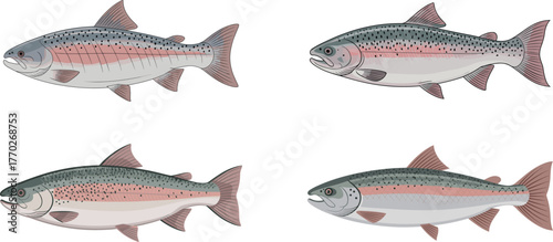 Realistic salmon fish vector illustration set with detailed fins, scales and ocean texture for seafood industry, fishing, marine biology design
