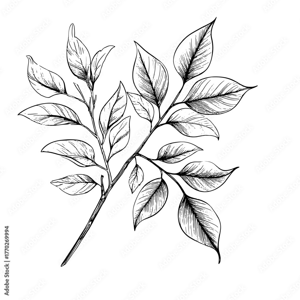 Fototapeta premium A twig with spring leaves, a black and white sketch. Digital illustration. Summer foliage on the branches of trees, the pattern is isolated on a white background