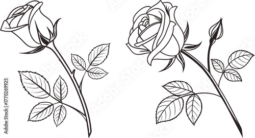 Rose flower design element set, transparent background, PNG black 
