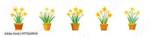 Five potted daffodils with green leaves and yellow flowers isolated