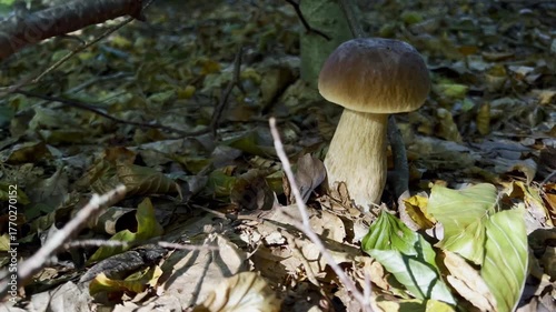 Boletus mushrooms growing on the ground in the forest