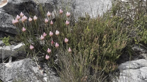 Cape snow everlasting flowers