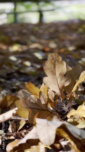 Golden autumn leaves on the ground in a forest 