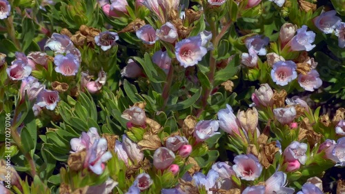 Dwarf Echium flowers