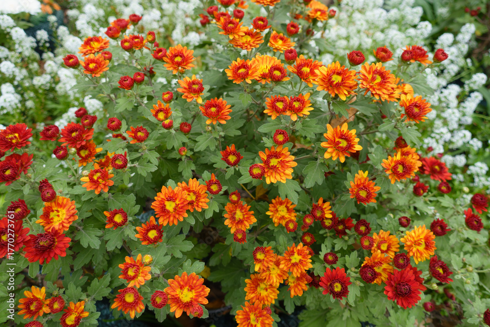 Naklejka premium Numerous red and yellow flowers of semidouble Chrysanthemums in mid October
