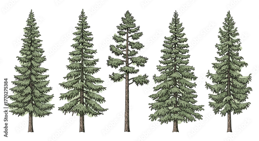 Obraz premium Diverse evergreen trees stand tall and majestic, showcasing natural woodland beauty and forest growth for serene outdoor scenes