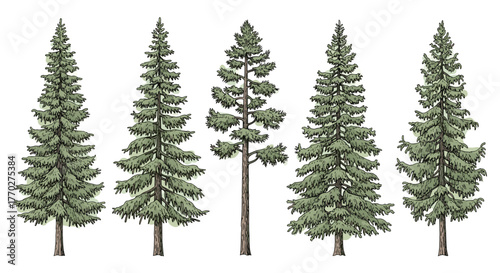 Diverse evergreen trees stand tall and majestic, showcasing natural woodland beauty and forest growth for serene outdoor scenes