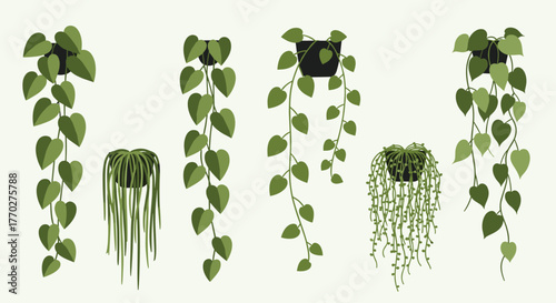 Vibrant hanging houseplants in sleek modern planters bring natural beauty and fresh greenery to any space