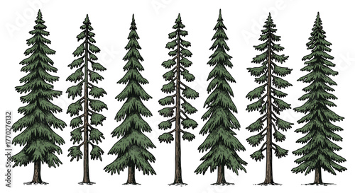 Captivating evergreen forest scene with diverse fir trees, perfect for nature themes and outdoor inspiration