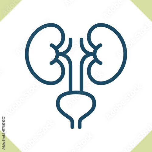 Kidneys Icon