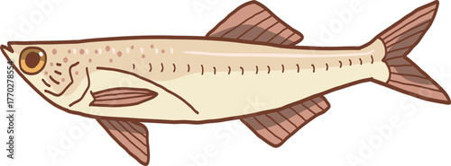illustration of an Anchovy