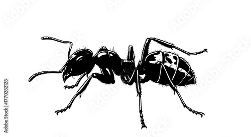 Detailed Ant Illustration Crawling on White Backdrop: Pest Control Imagery for Education, Science, and Wildlife Conservation. High-Contrast Vector Graphic for Insect Studies, Biology Presentations, an