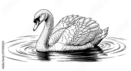 Elegant Swan Swimming Gracefully on Water with Ripples Creating Serene Atmosphere, Artistic Vintage Engraving Style for Wildlife Conservation Projects, Nature Illustrations, Ornamental Designs, Calm W