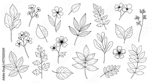Botanical Outlines: Hand-Drawn Floral and Leaf Illustrations for Creative Projects, Elegant Decorative Elements and Artistic Designs, Perfect for Wedding Invitations, Stationery, and Nature-Inspired G