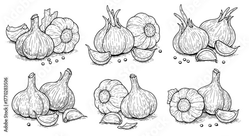 Garlic Still Life in Detailed Line Art Isolated on White Background: A Culinary Herb Grouping for Food Illustrations, Health Focused Design, Restaurant Menus, and Botanical Studies with Natural Flavor