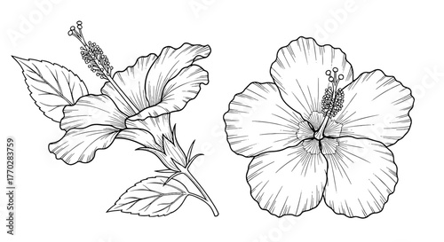 Detailed Hibiscus Flower Illustrations for Botanical Studies & Creative Projects: Exotic Floral Outlines for Tropical Decor, Scientific Research, Educational Diagrams & Artistic Coloring Pages. Gracef