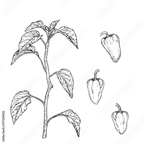 Lush bush with bell peppers, black and white sketch. Vector illustration. Gardening vegetables and a bush, a set, isolated on a white background. Farming