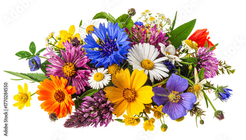 wild flowers isolated on transparent background
