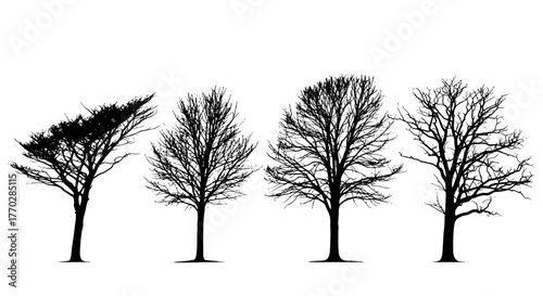 Bare Trees Silhouetted in Winter Progression: A Sparse Forest Landscape Demonstrating Seasonal Change for Environmental Awareness and Ecological Studies. Representing Nature's Cycle, ideal for Educati