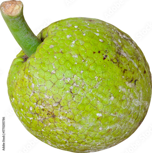 Breadfruit On Transparent Background